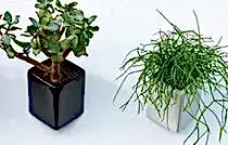 Planters