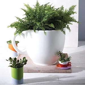 Tea Cup Planter